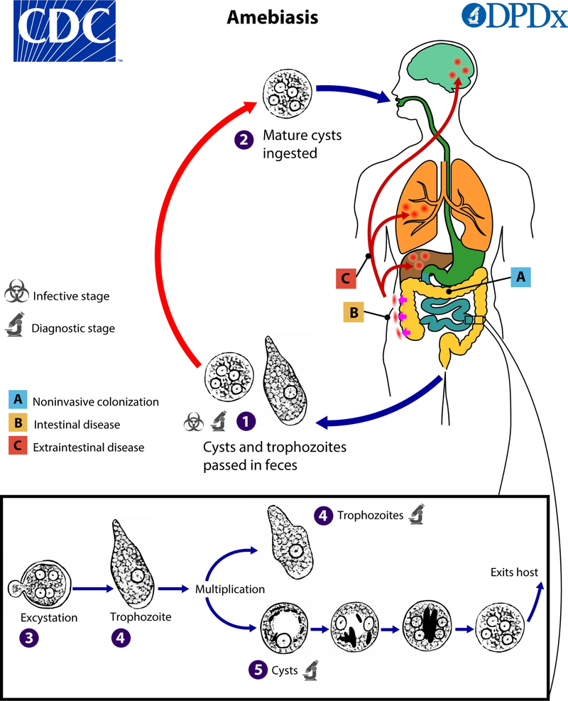 Life cycle of Entamoeba histolytica