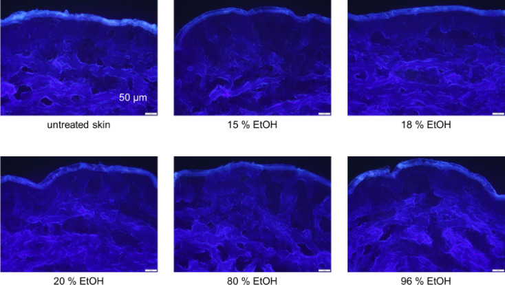 In-vitro fluorescence microscopic images of healthy porcine skin after application of ethanol concentrations of 15 to 96%. With increasing concentration, ethanol causes thinning of the SC and blurs the clear boundary between SC and epidermis, images captured at 200x magnification, scale bar = 50 μm.