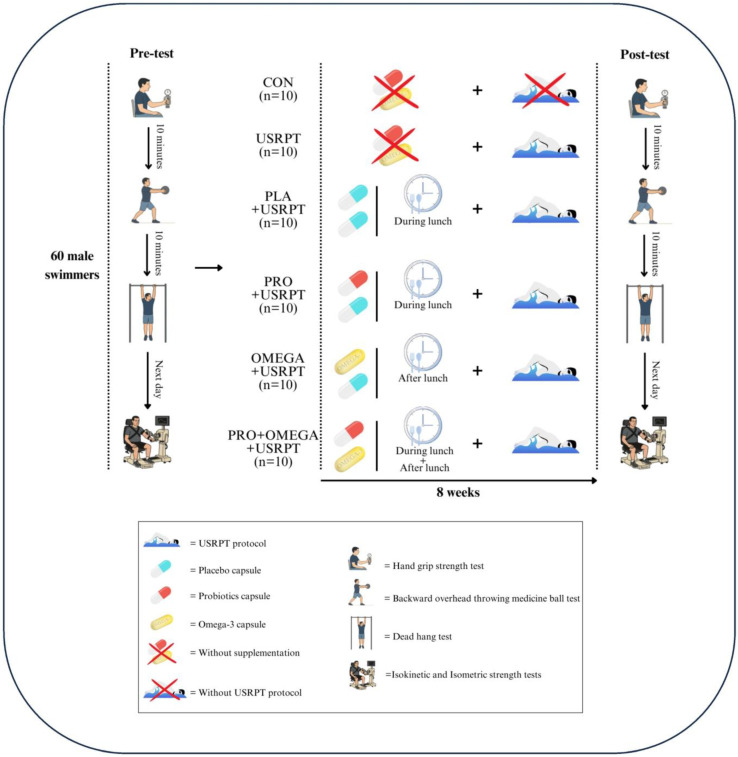 Study protocol and group allocation. Participants were randomized to six arms: Control (CON), USRPT, PLA + USRPT, PRO + USRPT, OMEGA + USRPT, and PRO + OMEGA + USRPT. Capsules for the supplement arms were identically packaged; color/shape differences in the schematic are for visualization only.