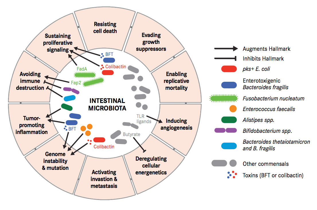 Commensals and Cancers