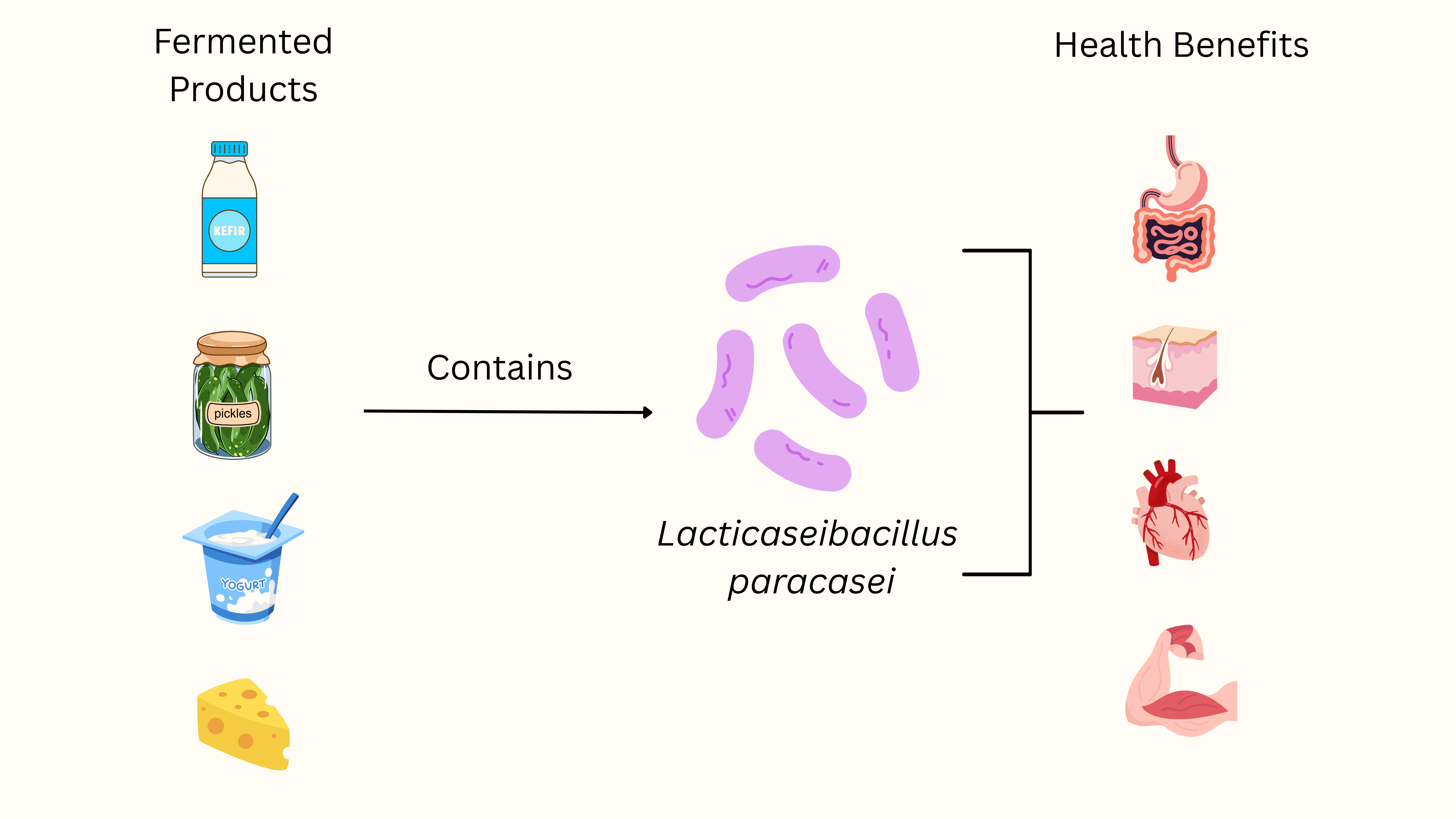 The MicroByte Series : Lacticaseibacillus paracasei- All Purpose Probiotic