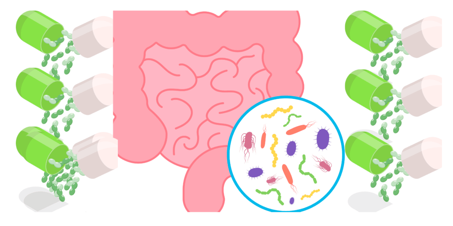 How to Restore Gut Health After Antibiotics: Causes, Effects & Proven Tips