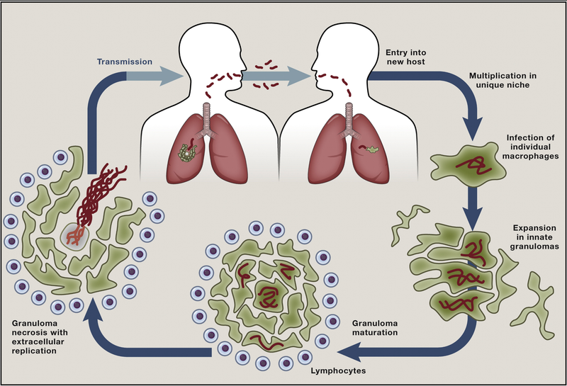 Transmission of Mycobacterium tuberculosis