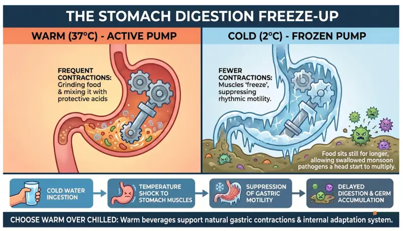 The Stomach Digestiob Freeze up