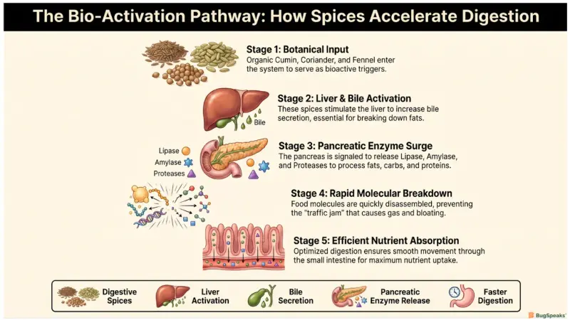 The Bio Activation Pathway