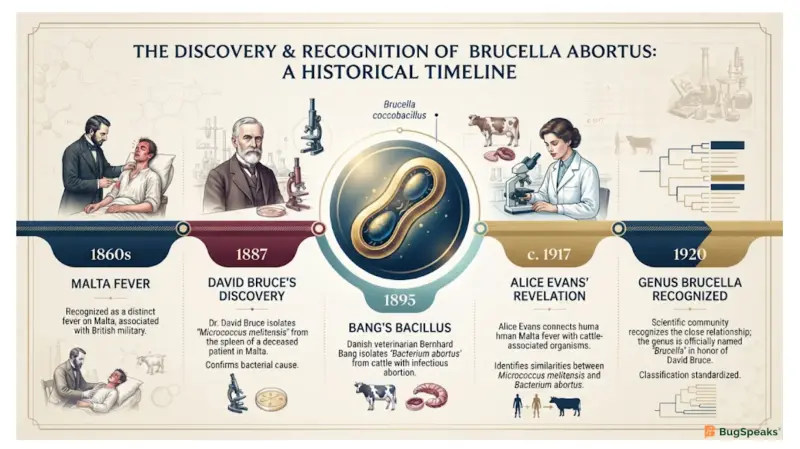 The Pathobyte Series: Brucella abortus: The Sneaky Intracellular Invader