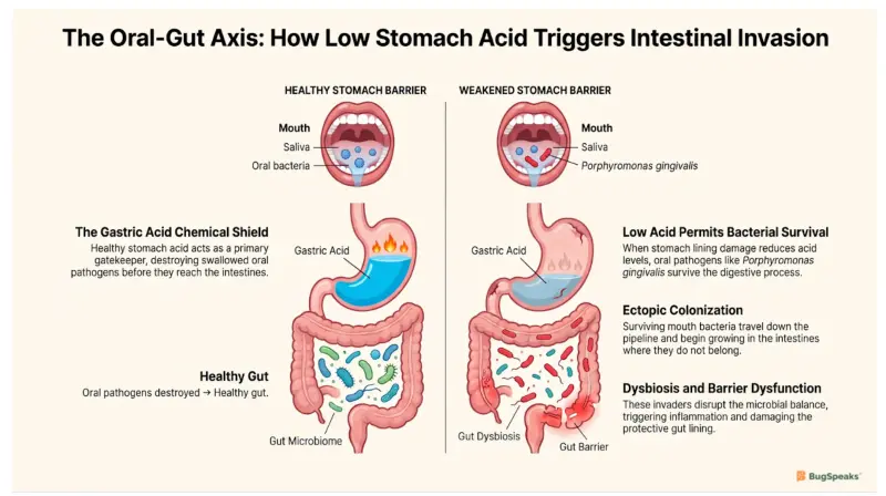 The Oral-Gut Axis