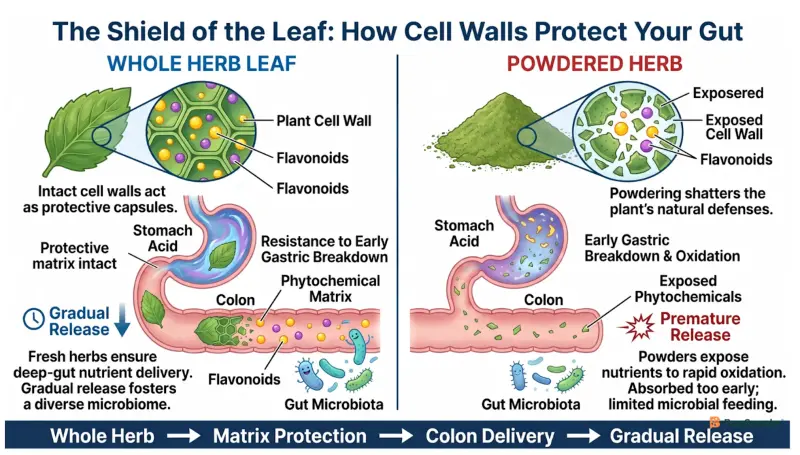 The Shield of the Leaf