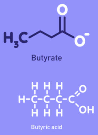 Gut Bugs: A Butyrate producing factory!