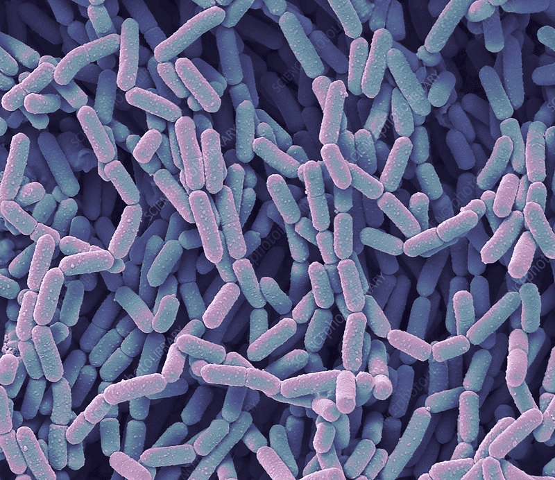 The MicroByte Series - The Gut’s Best Friend : Lacticaseibacillus rhamnosus