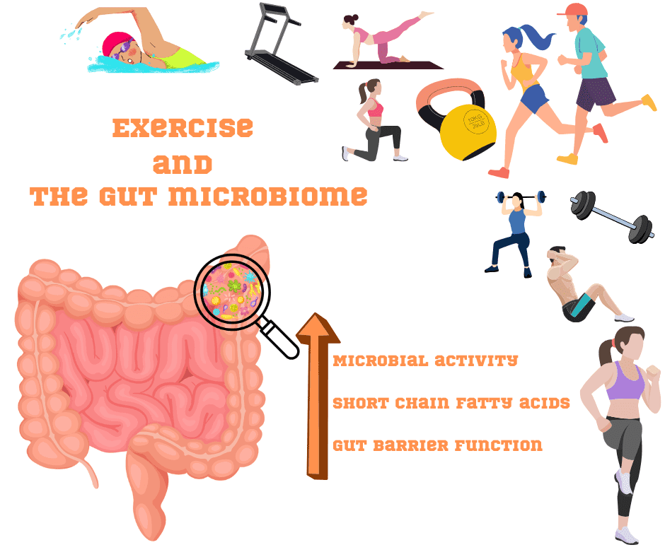 Exercise and Gut Microbiome : A Hidden Health Connection
