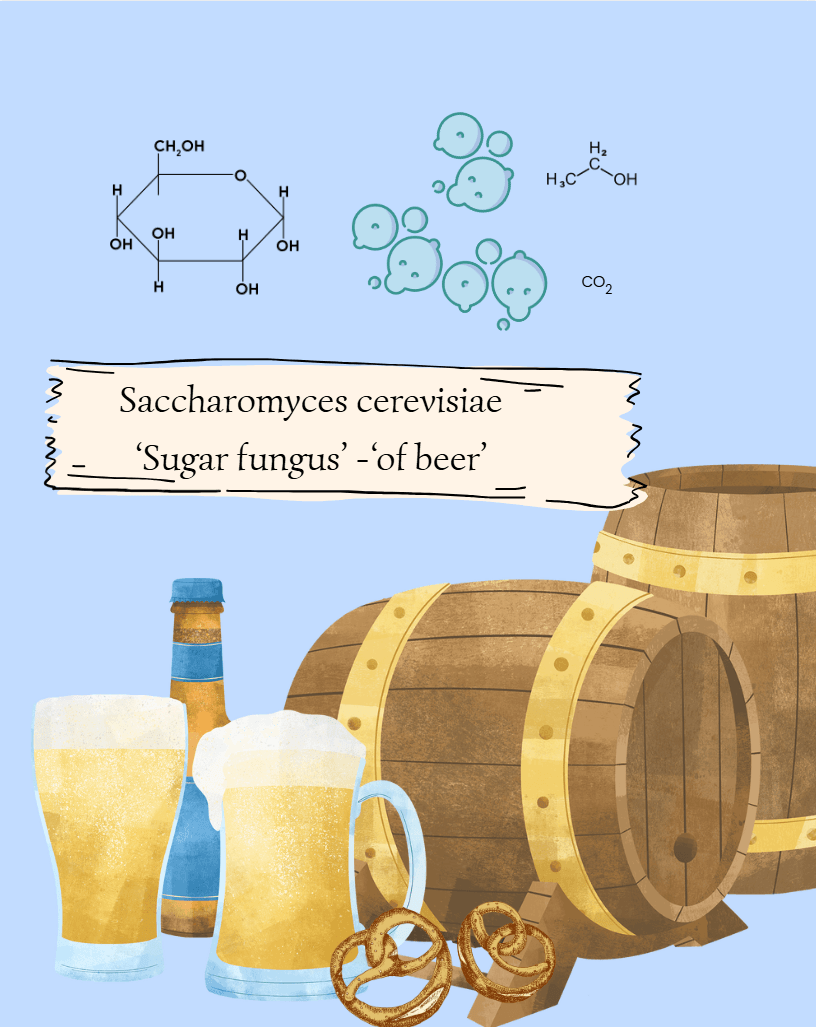 The Microbyte Series-Saccharomyces cerevisiae: Beer, Bread & Biology 