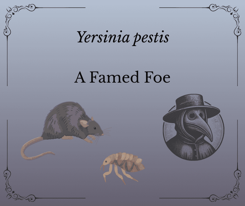        The MicroByte Pathogen Series:
          Yersinia pestis- A Famed Foe
