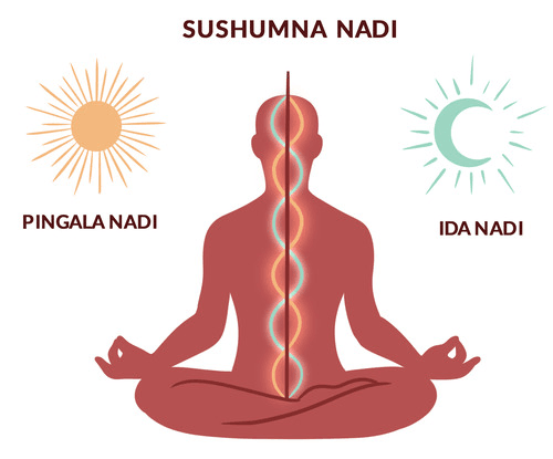 चित्र विवरण: पद्मासन में स्थित एक पुरुष का चित्रात्मक आरेख, जिसमें मेरुदंड के मूल से शिरःस्थल तक जाने वाली सुषुम्ना नाड़ी की सीधी, ऊर्ध्वगामी धारा के चारों ओर इड़ा और पिंगला नाड़ियों की द्वि-वलयी गति दर्शायी गई है। सूर्य एवं चन्द्र के प्रतीक चिह्न इन द्वि-नाड़ियों का प्रतिनिधित्व करते हैं।