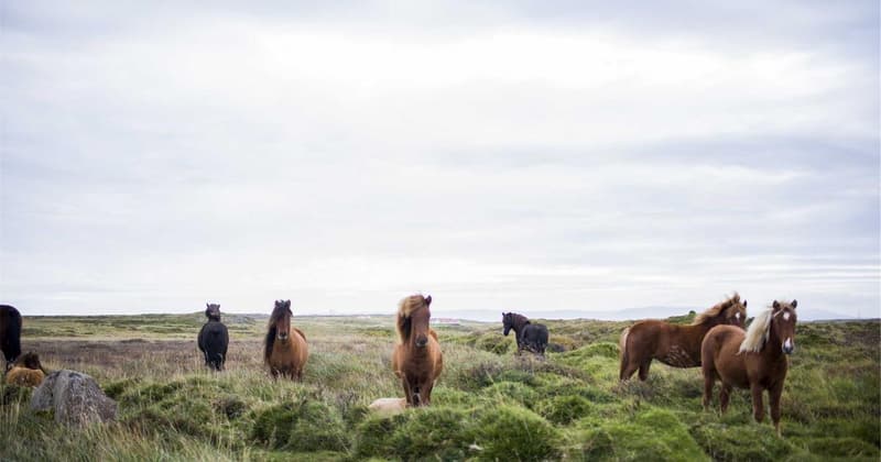 Debt Snowball Numbers Template: Crush Debt in 2026