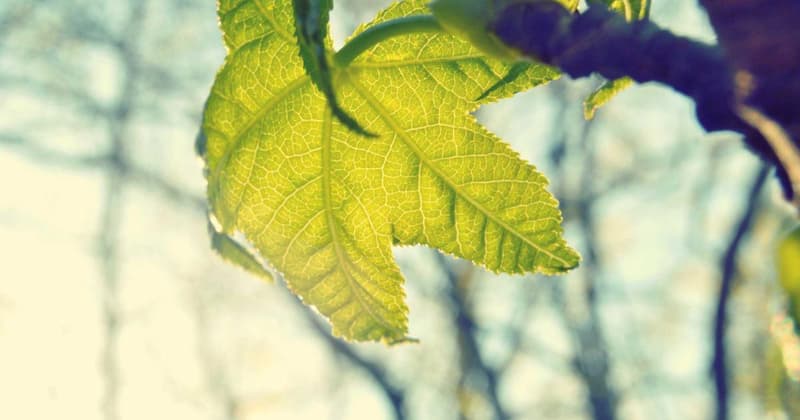 Emergency Fund Simple Definition: Build Yours in 2026