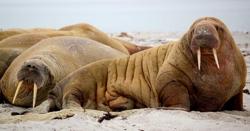 Avoid Overdraft Fees at Scotiabank in 2026