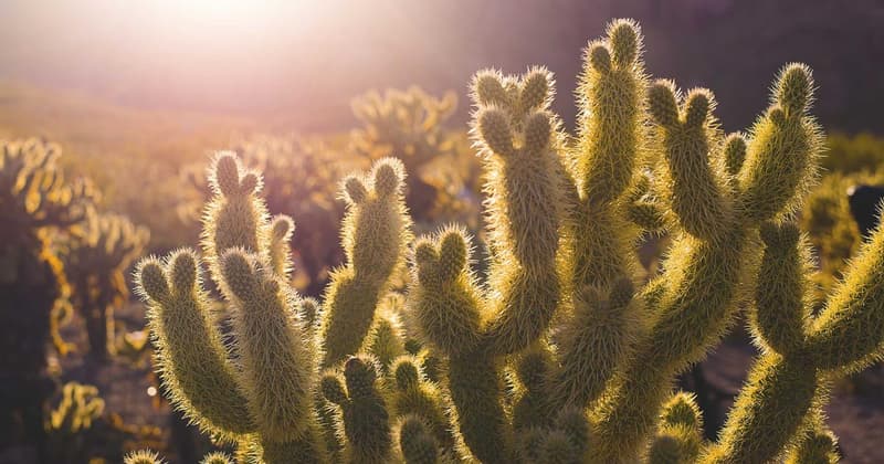 Lost Money Search Iowa: Find Unclaimed Funds in 2026