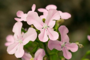 Stylidium eriopodum DC flowers
