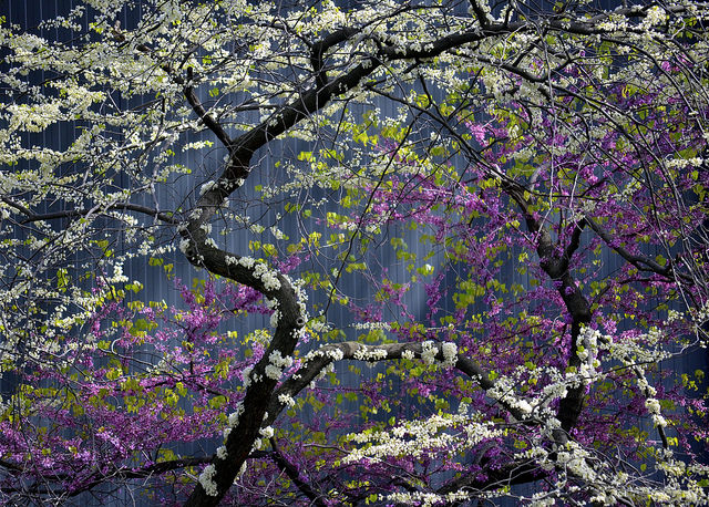 40 different flowers on one tree