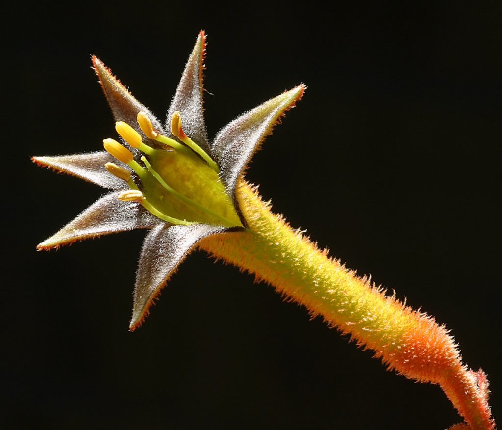 Kangaroo Paw
