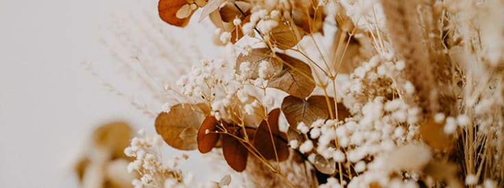 Where to Buy Dried Flowers for all occasions in Brisbane
