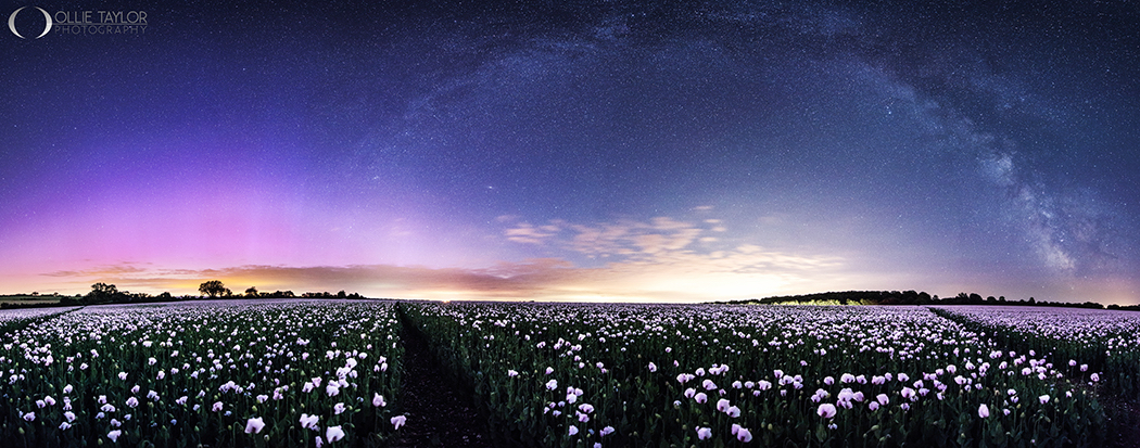 Opium flowers and Aurora borealis
