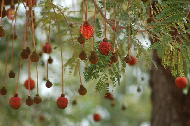 Photo courtesy of TreeAid (cc)