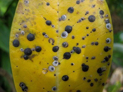 Scale