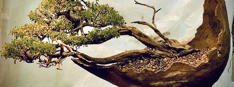 Bonsai
