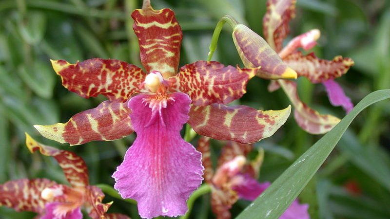 Odontoglossum