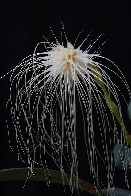 Photo courtesy of abiom.orchid1 (cc)
