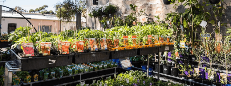 Seedlings arranged in trays in the Newton Garden Market in Sydeny