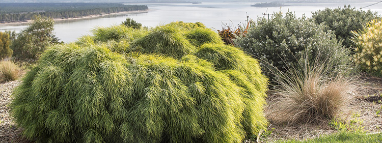 Acacia Limelight Tree