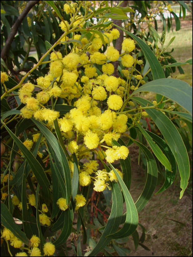 Golden Wattle Flower