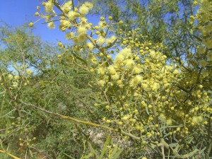Elegant wattle with bee