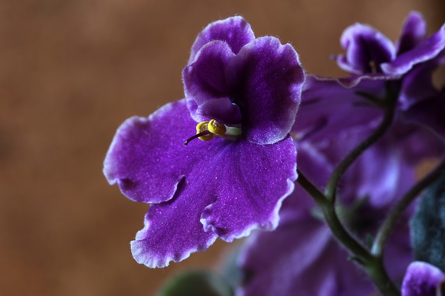 African Violets: Everything you need to Know