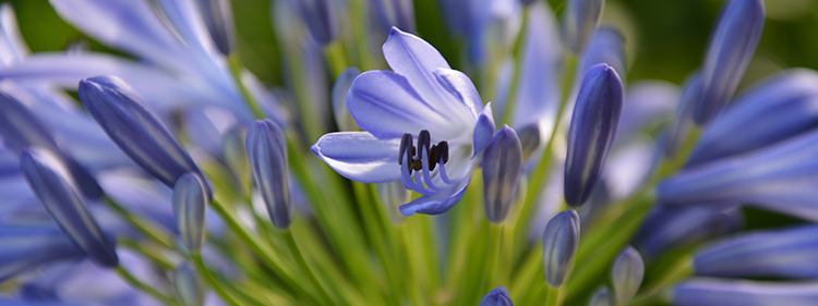 African Lily