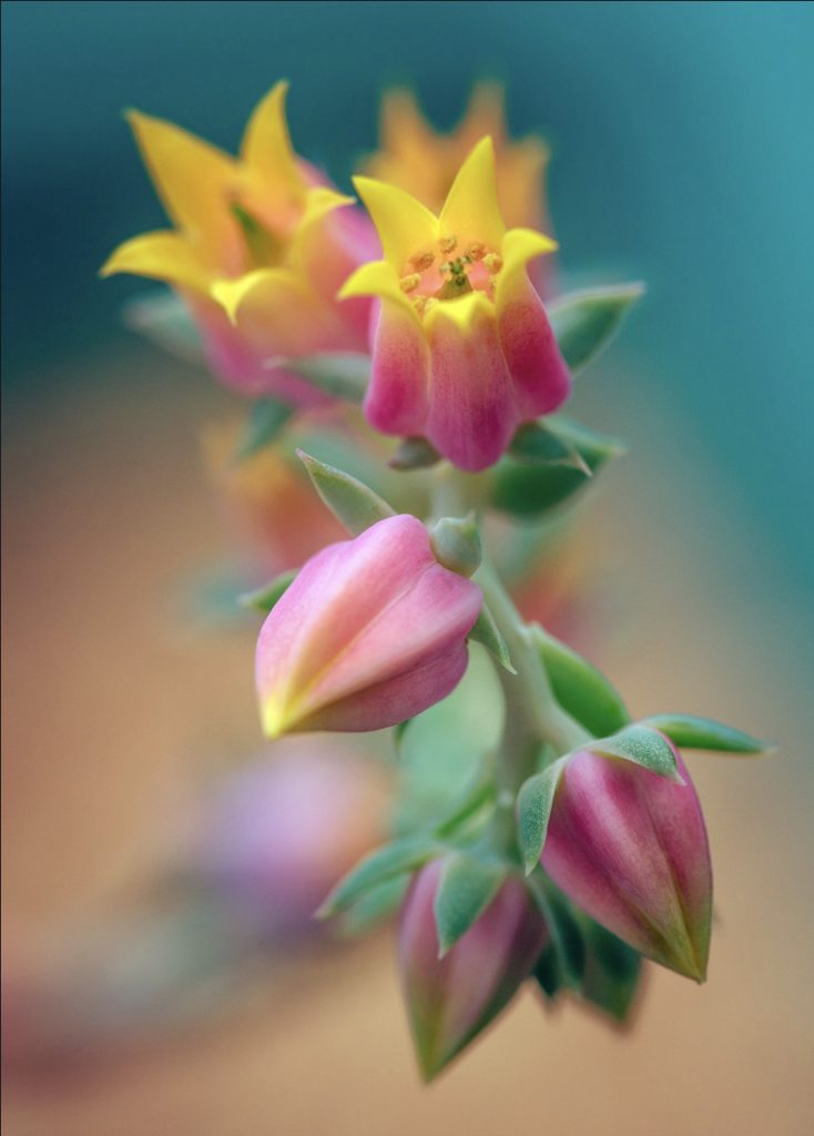 38 Amazing Flower Photos and Photographers that you must see