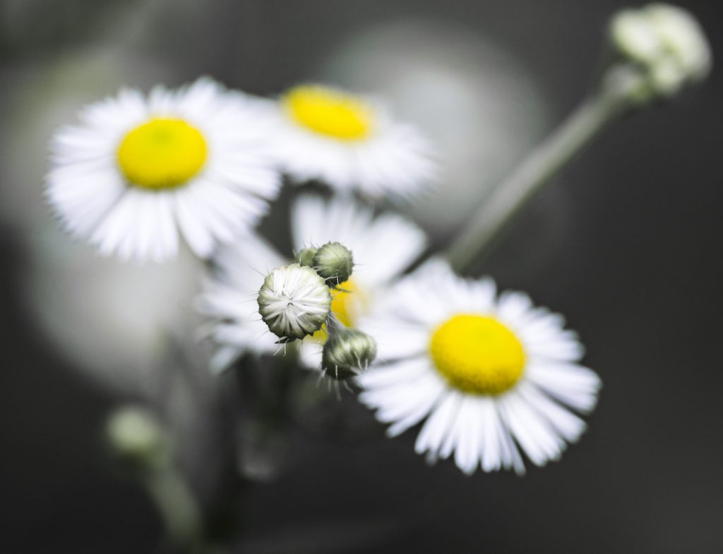 Daisy Fleabane