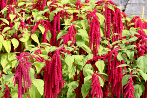 Amaranthus