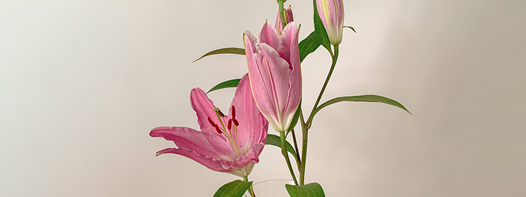 Pink Flowers with green leaves
