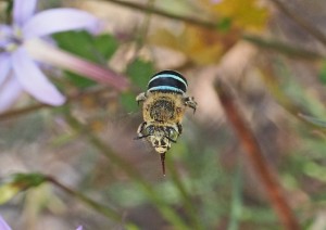Blue banded Bee