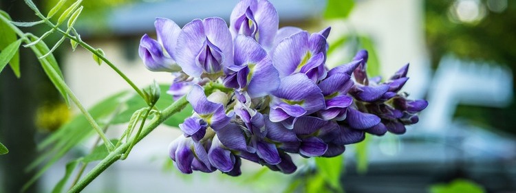 Violet Wisteria Flowers