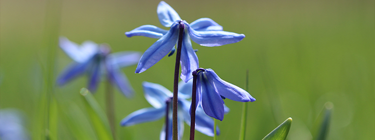 Amsonia flowers
