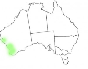 Anigozanthos manglesii map
