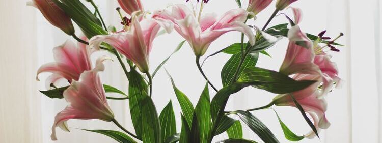 pink lilies