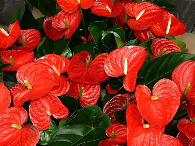 Anthurium flowers