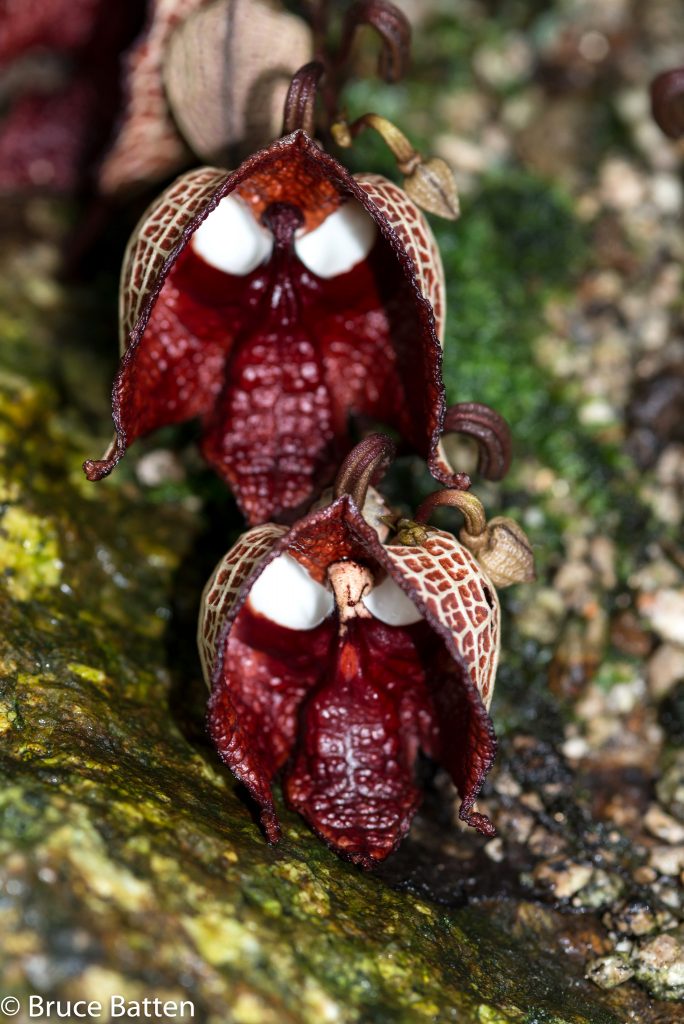 Aristolochia Salvadorensis flower