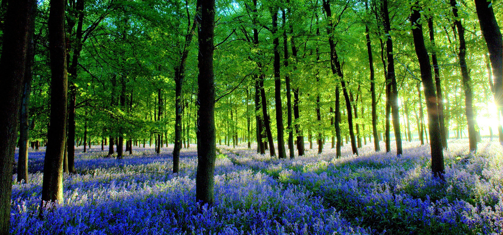 Bluebells in forest